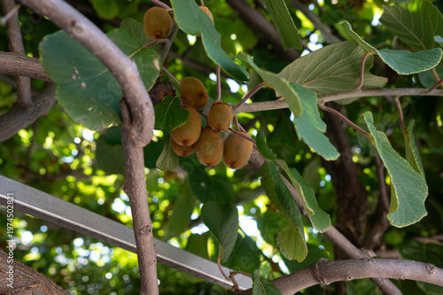 Kiwi on the tree. Ripe kiwi fruit hanging on a branch. 