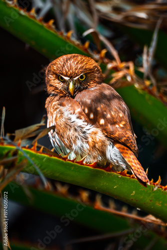 Ferruginous Pygmy Owl perched on a plant stem with orange-red thorns