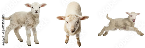 Foto Adorable baby lambs captured in various playful poses, exuding innocence and charm