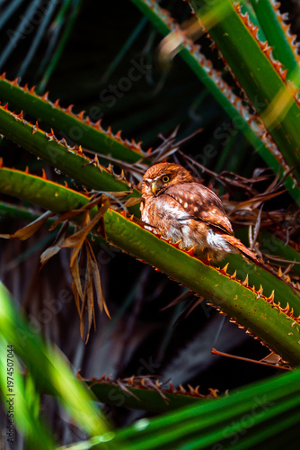 Ferruginous Pygmy Owl with yellow eyes perched on a spiky green plant stem