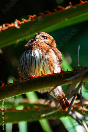 Ferruginous Pygmy Owl perched on a thorny branch