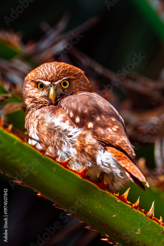 Ferruginous Pygmy Owl perched on a green plant stem with reddish-orange spines