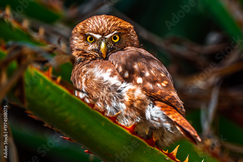 Ferruginous Pygmy Owl perched on a thorny green plant stem