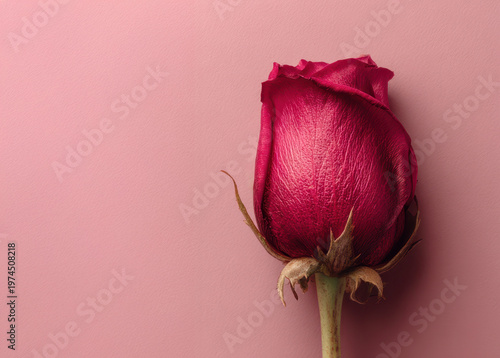 Mature Red Rose Flower on Solid Pink Background
