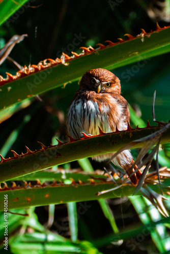 Ferruginous Pygmy Owl perched on a thorny branch, facing camera