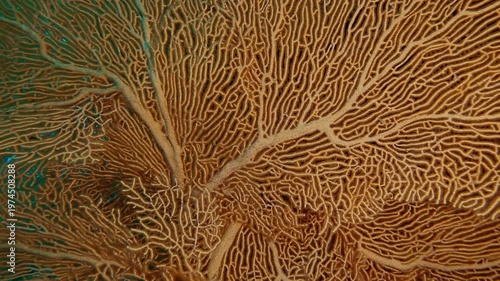 Close-up of a big colony of Sea Fan soft corals in depth sea, Slow motion of coral Giant Gorgonian, Subergorgia mollis in coral garden in deep water
