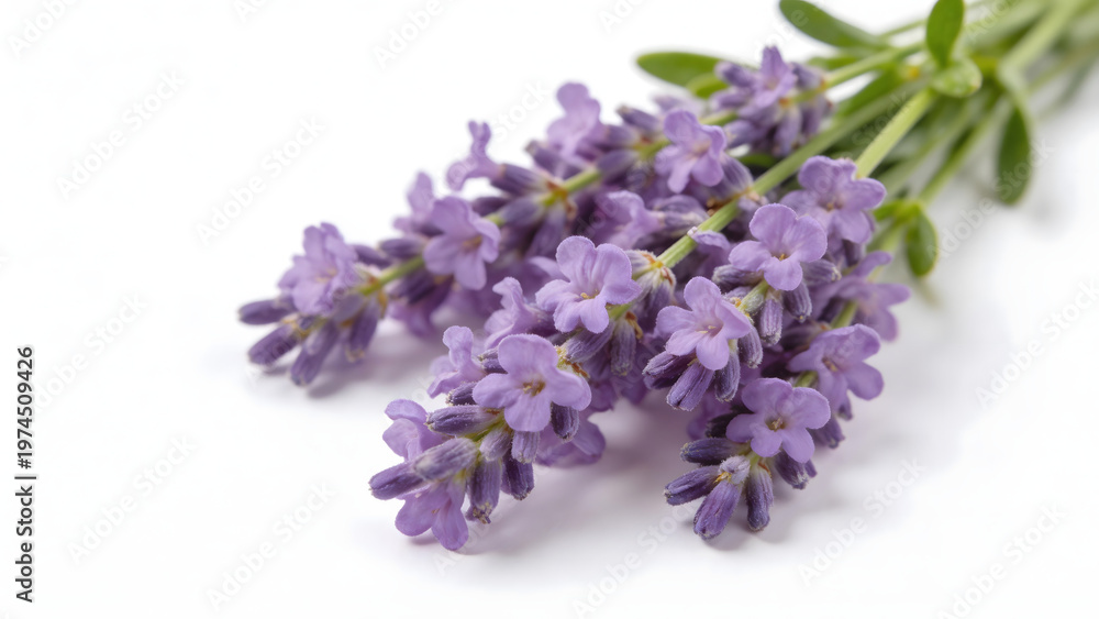 Fototapeta premium Lavender flowers on white background
