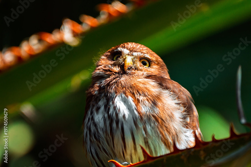 Ferruginous Pygmy Owl perched on a spiky plant stem with reddish-brown thorns