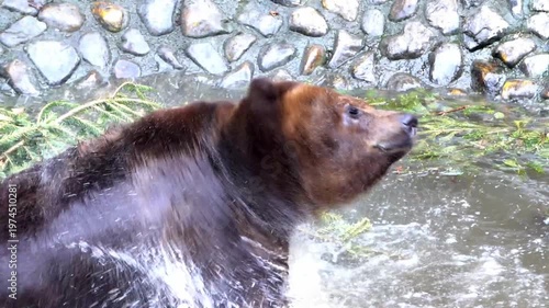 Majestic brown bear emerging from water in slow motion, shaking its head and creating a dramatic spray of droplets. Powerful wildlife scene in a natural river habitat.