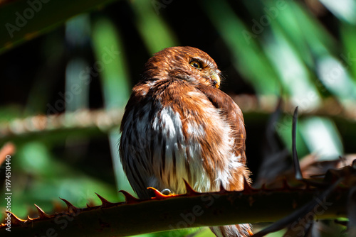 Ferruginous Pygmy Owl perched on a thorny branch looking over its shoulder