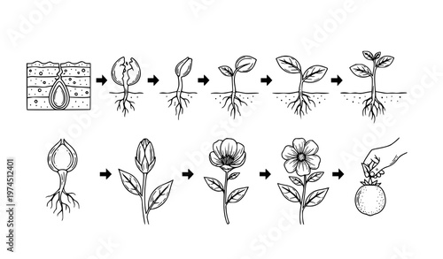 An illustration showing the complete life cycle of a plant from seed germination to flowering and seed harvesting