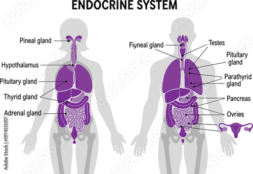 Human endocrine system diagram, male female anatomy illustration, hormone gland medical vector, healthcare anatomy concept, biology education, flat vector illustration