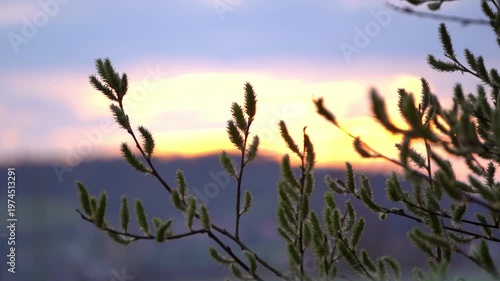 Spring willow branches with catkins budding against a soft sunset sky. Beautiful golden hour nature background symbolizing rebirth and new life.