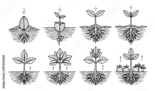 A detailed illustration showcasing the various stages of plant growth from seed germination to full maturity