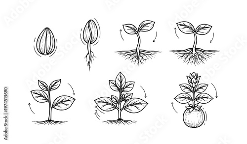 A detailed illustration showing the stages of plant growth from seed germination to a fully mature plant