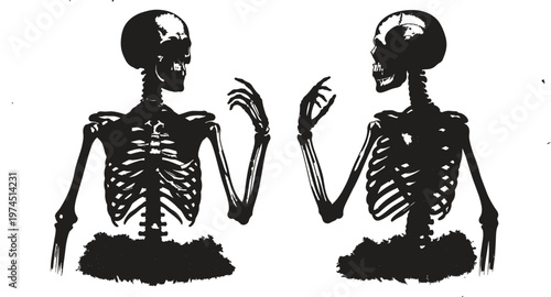 Detailed vector illustration of human skeletons in two anatomical positions