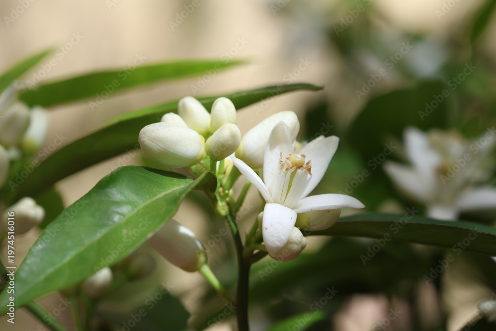 Fototapeta premium Fragrant White Orange Blossoms Blooming on Green Branches in April 