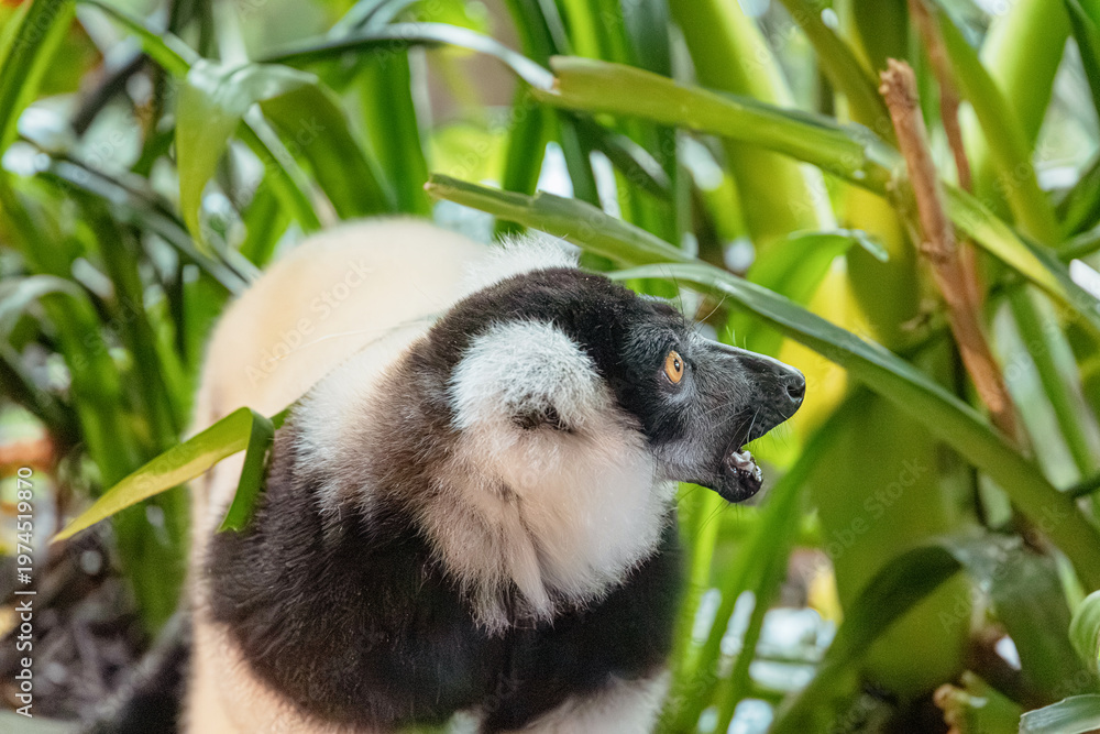 Fototapeta premium Black and white ruffed lemur vocalizing with an open mouth, surrounded by vibrant green tropical foliage