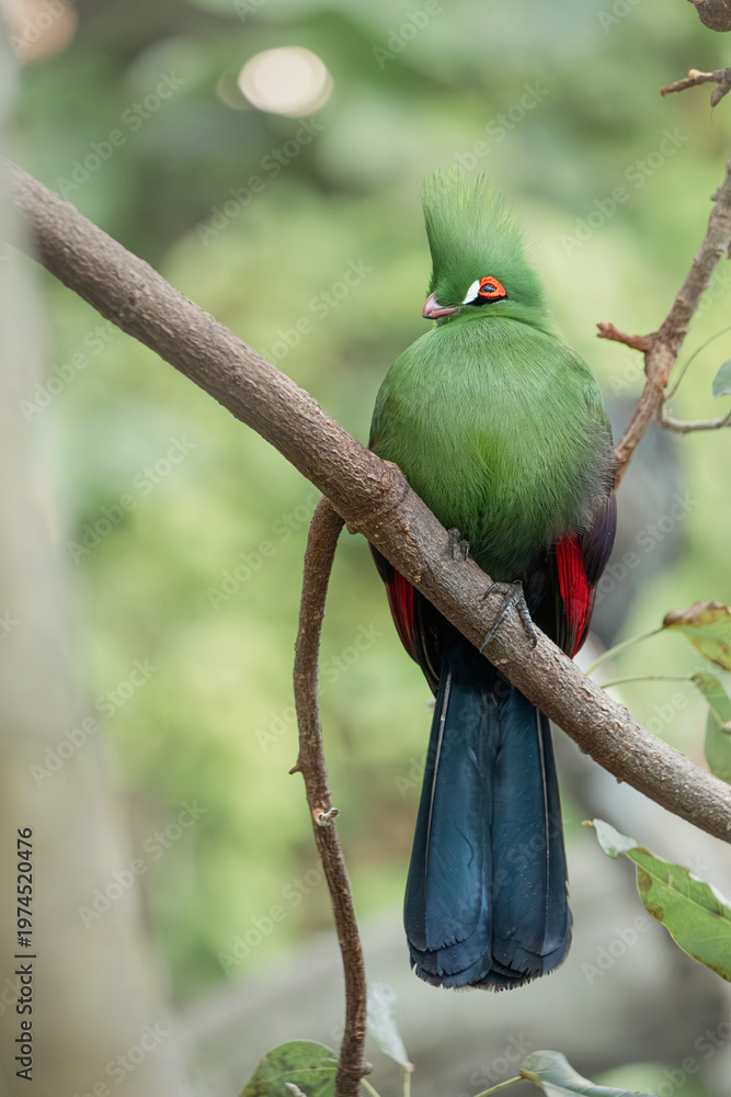 Obraz premium Turaco, a vibrant green bird with a distinctive crest and red eyes, perching peacefully on a tree branch