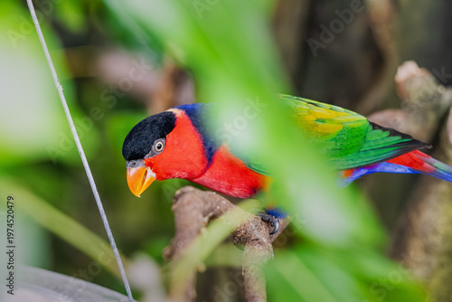 Принти на полотні Black capped lory perching on a branch, seeing through vibrant green tropical leaves