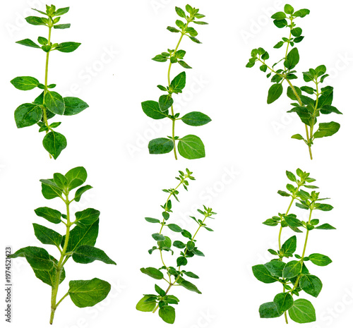 Collection of fresh green oregano sprigs, vibrant and ready for culinary use, on transparent background.