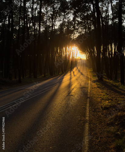 Low sunset sun shining through forest creates long shadows across curved asphalt road. Warm light forms strong contrast between illuminated road and dark tree silhouettes