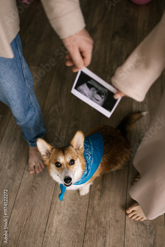 Corgi dog looks up at owners holding ultrasound photo showing new baby coming soon