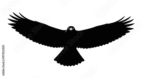 Black bird in flight wings spread.