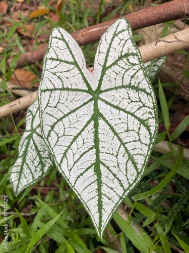 butterfly on leaf