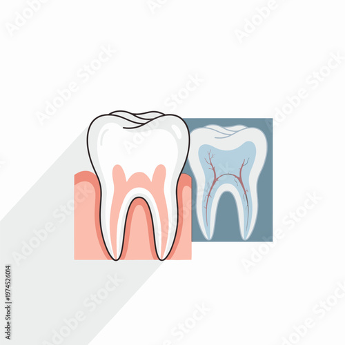 Dental anatomy of a healthy tooth.