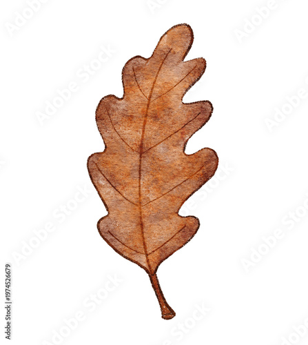 Brown dried oak leaf hand drawn watercolor clip art isolated for autumn botanical reference and craft design elements for seasonal backgrounds and nature projects.