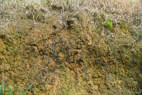 Photos A close-up view of a weathered soil cutaway revealing distinct horizontal strata with varying earth tones and textures surrounded by dry grasses and sparse green vegetation under natural daylight