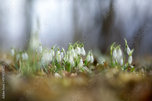 Blooming spring plant Galanthus Nivalis