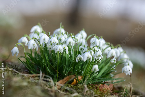 Blooming spring plant Galanthus Nivalis