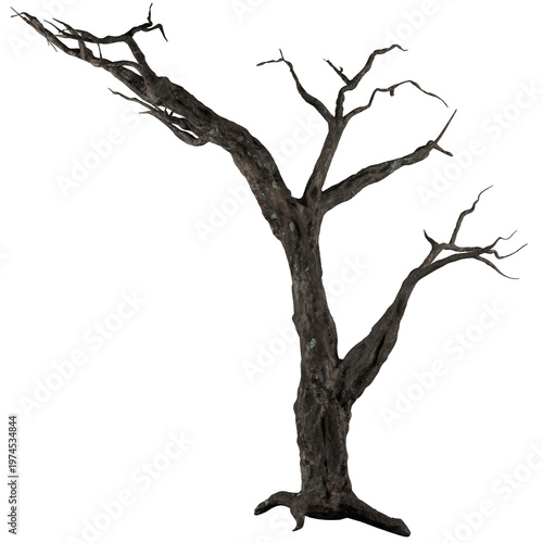 Old Tree in Drought Dry Nature Landscape