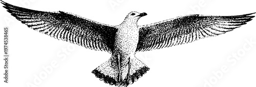 Gull soaring with wings fully spread in white sky background