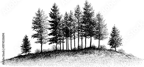 Dense stand of mixed conifer trees on textured hill silhouette