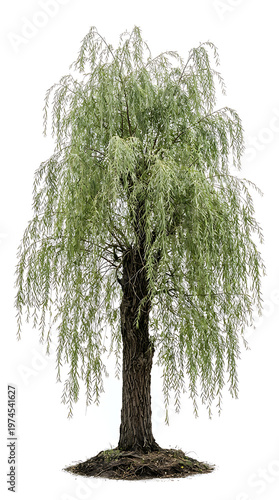 Majestic Weeping Willow Tree with Elegant Drooping Branches Isolated on White Background for Design