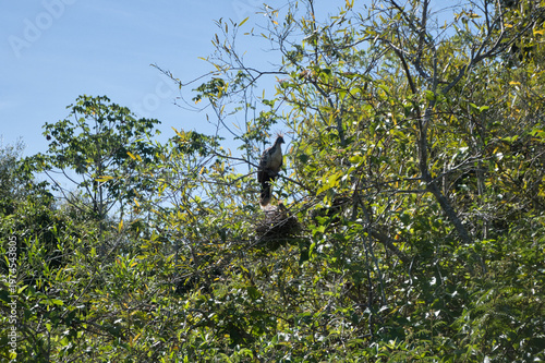 Hoatzin Bird Perched in a Tree in the Pampas del Yacuma, Bolivia