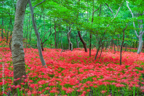 꽃무릇이 만개한 숲속의 풍경(상사화)