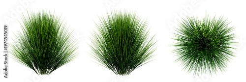 Canvas-taulu Lush Green Grass Clumps