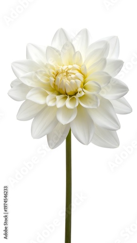 A pristine white dahlia, its petals radiating from a sunny yellow center, is gracefully displayed on a plain white backdrop