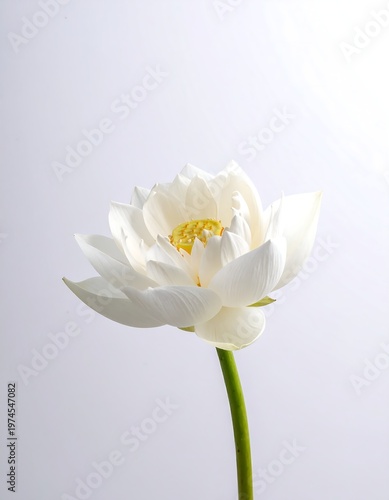 A pristine white flower, its petals unfurling gracefully. A vibrant yellow center peeks through, a slender green stem below
