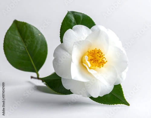 A pristine white flower with a yellow center and vibrant green leaves rests against a clean, white background
