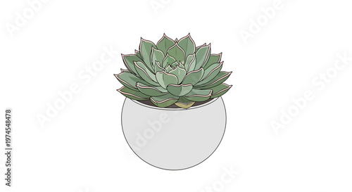 A stylized illustration of a succulent plant in a round pot. isolated on transparent background, isolated on white background, Vector