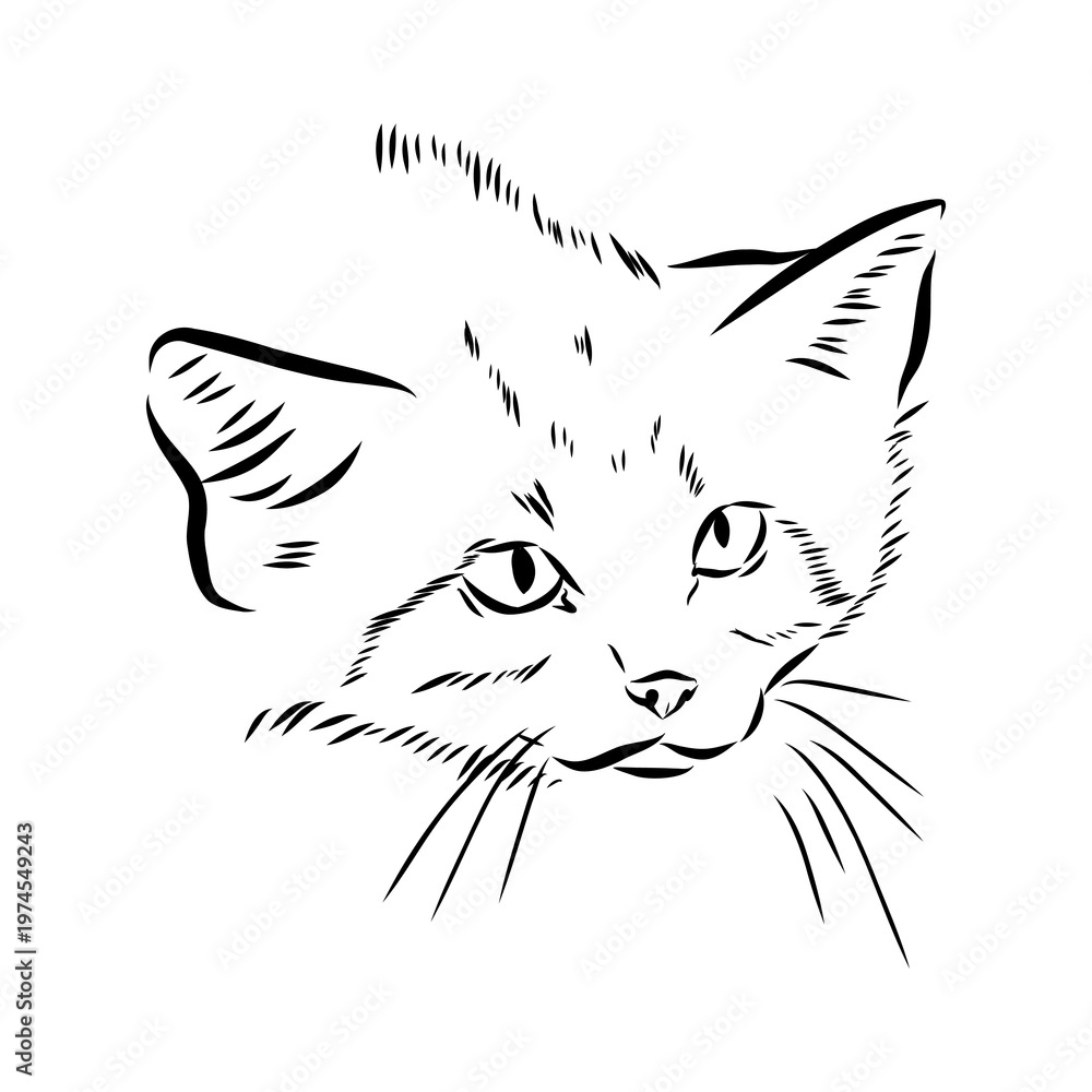 Obraz premium velvet cat, vector sketch