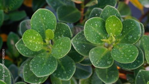 Close-up of fresh green leaves covered with water droplets after rain