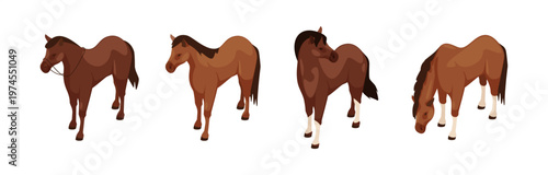 Horses standing or grazing. Vector isolated stallions or mares for race. Various breeds of farm mammals. Isometric steeds collection. Equestrian digital art and infographics, educational content