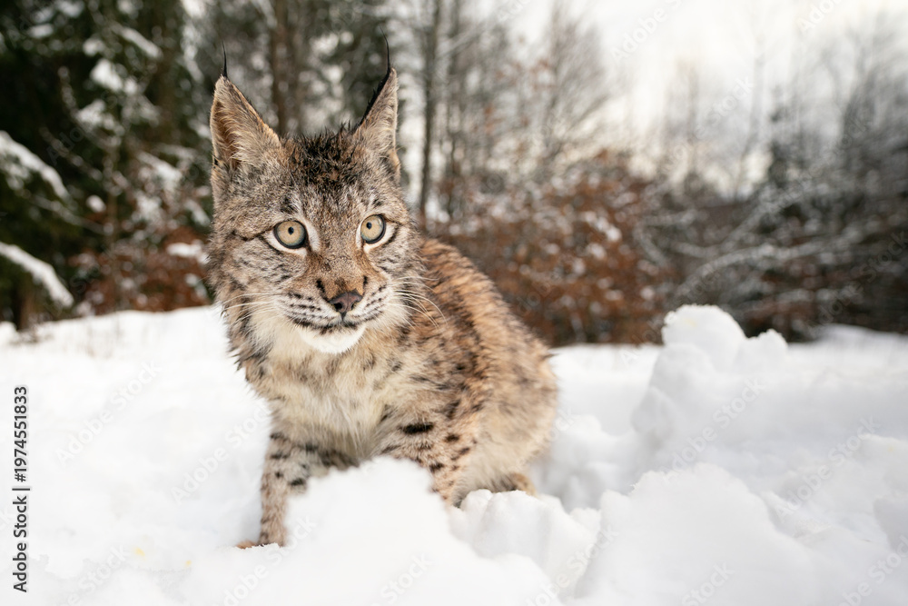 Fototapeta premium Wild Lynx Standing Alert in a Picturesque Snow-Covered Forest Setting
