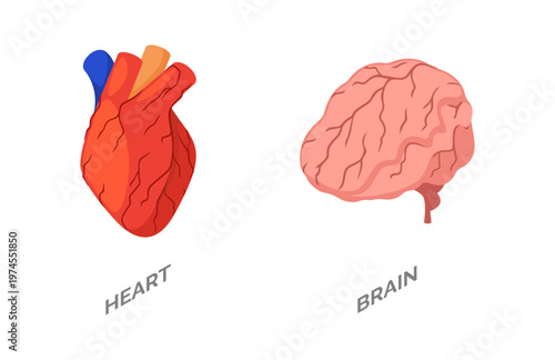 Human heart and brain, internal organs. Vector isometric myocardium and cerebrum. Vital systems, medical and educational purpose. Anatomy learning and healthcare, scientific and educational content